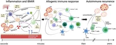 Cutting edge of immune response and immunosuppressants in allogeneic and xenogeneic islet transplantation